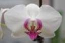 orchid.jpg