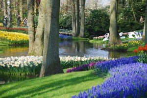 The Keukenhof Gardens