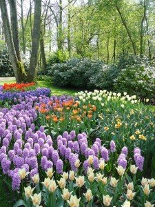 Keukenhof Gardens Picture