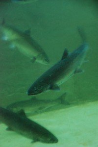 Capilano Fish Hatchery Review