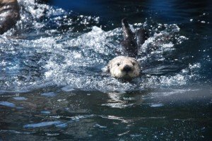 Vancouver Aquarium Review