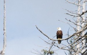 Alaska Cruise Ketchikan Eagle