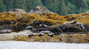 Alaska Cruise Ketchikan Sea Lions