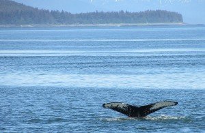 Alaska Cruise - Juneau Whale Quest