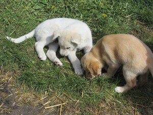 Alaska Cruise - Skagway - Dog Musher Camp