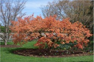 Hershey Gardens Tree