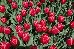 Hershey Gardens Tulips