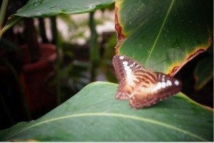 Butterfly Garden